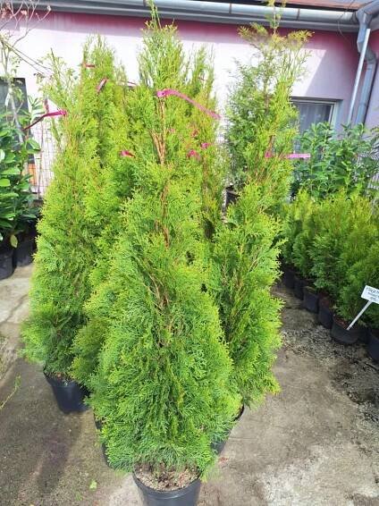 Tůje Smaragd v květináči košaté 110 - 120 cm
