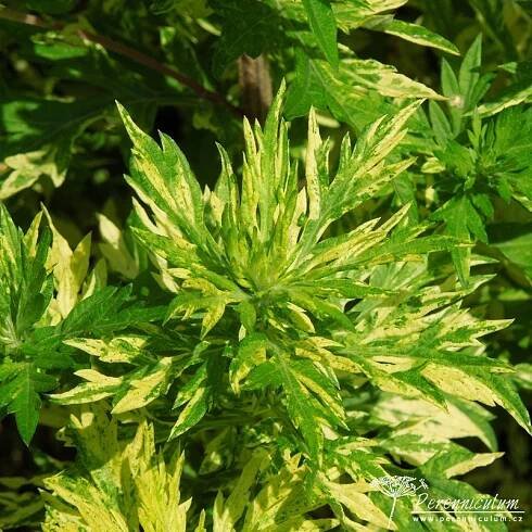 Artemisia vulgaris Oriental Limelight