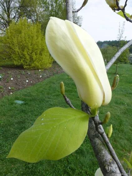 Šácholan zašpičatělý - Magnolia acuminata