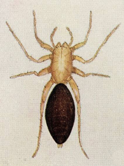 Ekhöfts Spinnentiere – Ekhöft