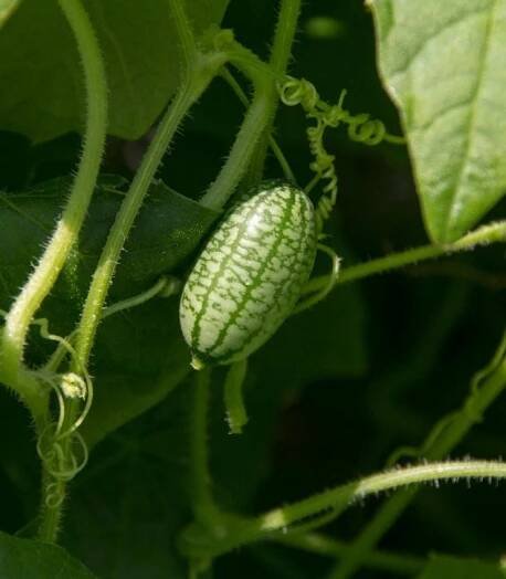 Mexická mini okurka - Zehneria (Melothria) scabra - semena okurky - 5 ks