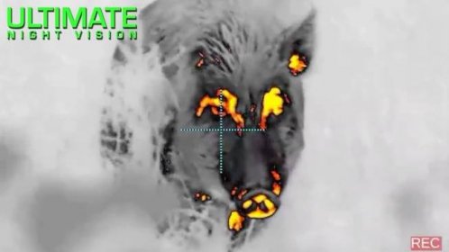Giant Boar Taken in Texas Using Thermal Imaging