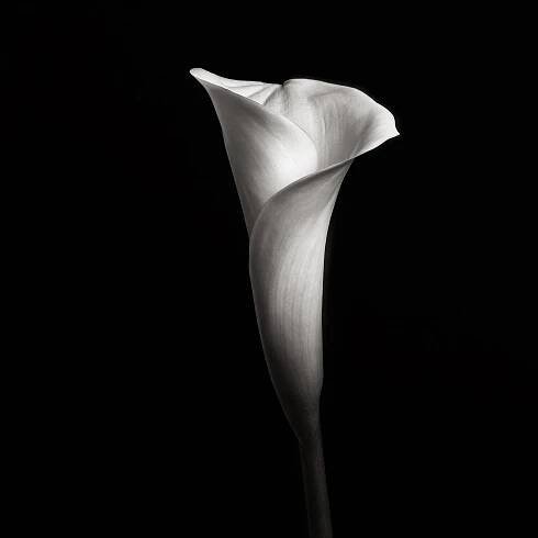 i-m-g.org | Fotografia de flores, Pintura de tulipán, Pintores venezolanos