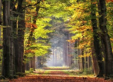 Bezplatný obrázek: lesní stezka, lesní cesta, podzimní sezóna, lesní cesta, cesta, mlha, stezka, podzim, parku, strom