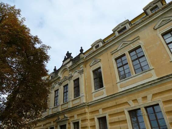Jírovec maďal u zámku v Lysé nad Labem