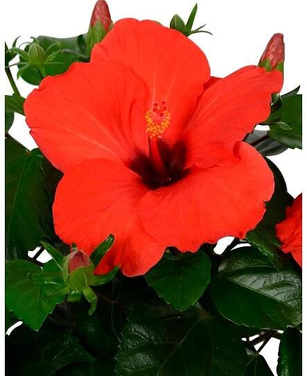 Ibišek čínský "HibisQs" (Hibiscus) červený, výška 45-50 cm, pr. cca 17 cm nakoupit u OBI