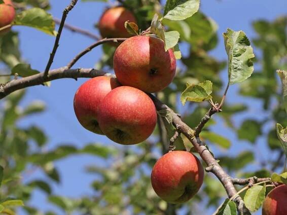 Winterapfel 'Roter Boskoop' - Malus 'Roter Boskoop'