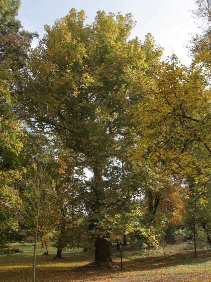 Soubor:Sokolnice - zámecký park, památný platan javorolistý 105624 obr2.jpg – Wikipedie