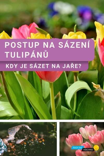 Kdy sázet tulipány na jaře? Postup na sázení krok za krokem, 2025