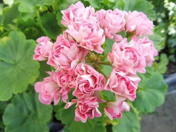 Pelargonium zonale " Australian Pink Rambler " - pelargonie, muškát páskatý Zahradnictví Krulichovi - zahradnictví, květinářství