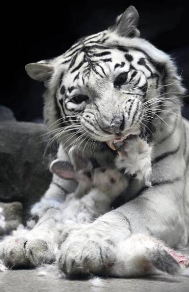 Bílou tygřici roztrhali v liberecké zoo lvi. Vedení zpřísnilo ve výběhu pravidla