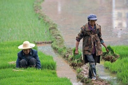 Výzkum předčil očekávání: Miliony lidí může nasytit jediná plodina