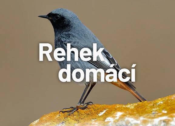 Foto: Shutterstock