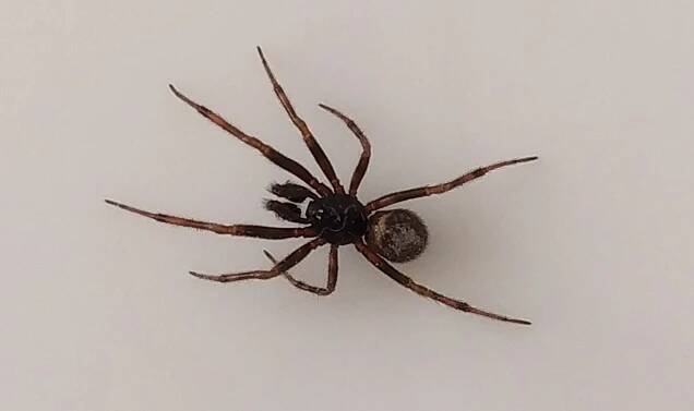 Snovačka pokoutní (Steatoda bipunctata), samec