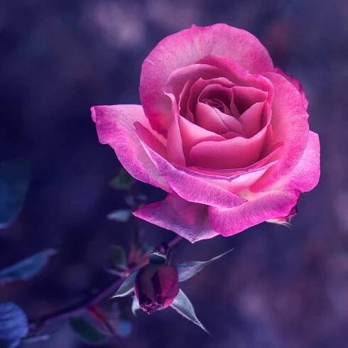 Pink rose in a garden.