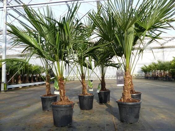 Trachycarpus fortunei Palme, 120-140 cm hoch (inkl. Topf), winterhart bis -18°C