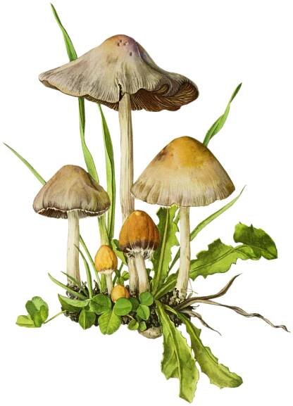 Vintage mushrooms (44)