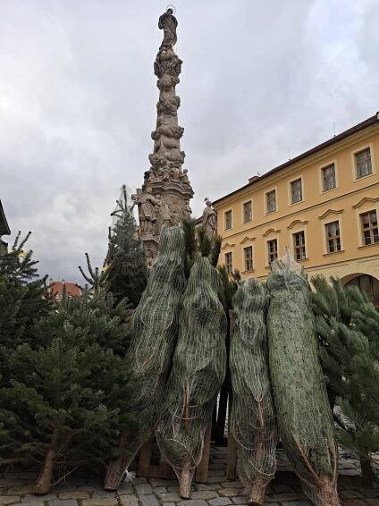 Jak vybrat vánoční stromeček? Poradíme vám triky, které ještě neznáte