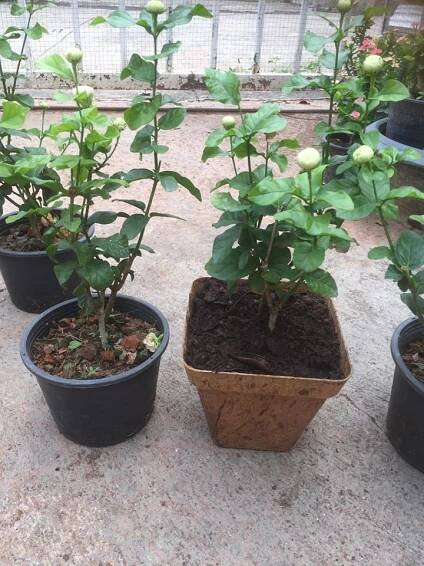 Replant flower pots – Biodegradable and Compostable Pots