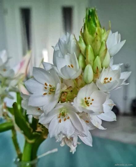 Snědek (Ornithogalum)