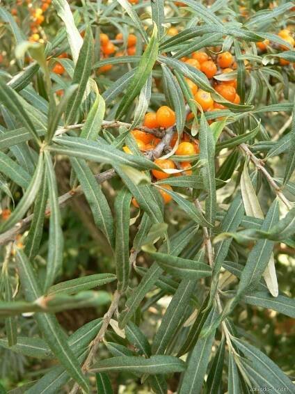 Forum / Obrázek : Rakytník řešetlákový (Hippophae rhamnoides)