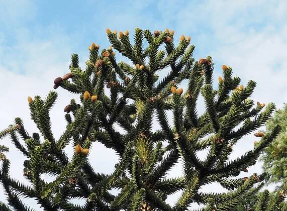 Blahočet chilský (čilský), araukarie Araucaria araucana | Blanokřídlí v Praze