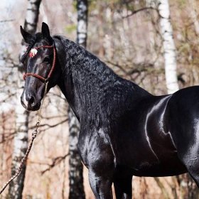 Původ a popis exteriéru koní plemene Orlovský klusák