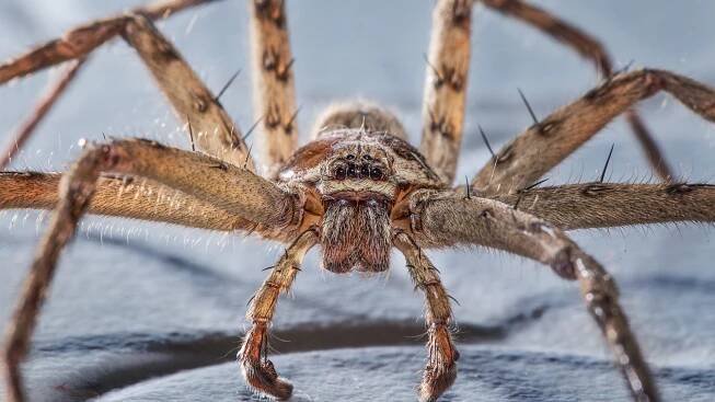 A huntsman spider