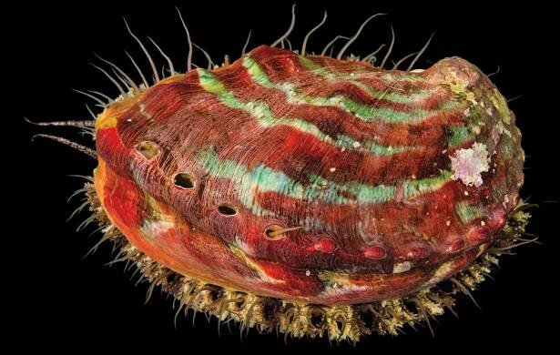 a pinto abalone