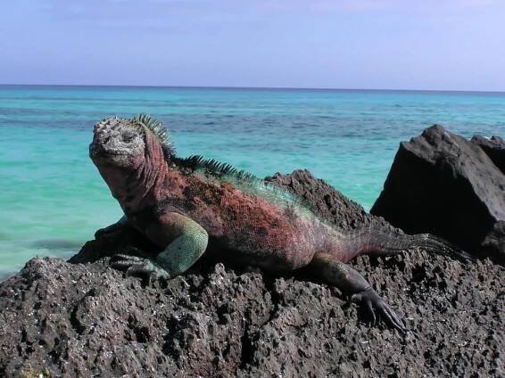 Galapágy