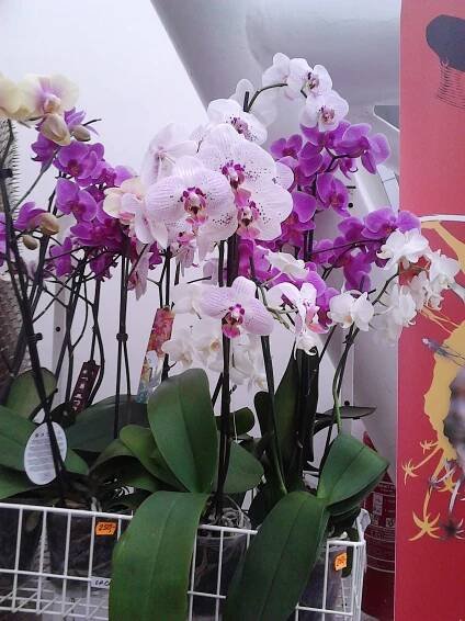 Orchideje - Sloní sen