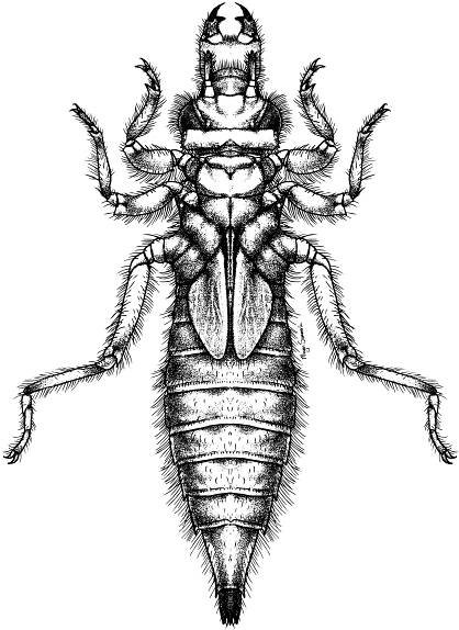Resources - MACROINVERTEBRATES.ORG