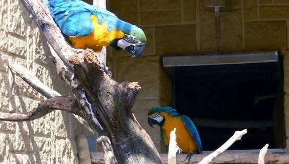 Papouščí zoologická zahrada | Zoologické a botanické zahrady Bošovice | NaVylet.cz