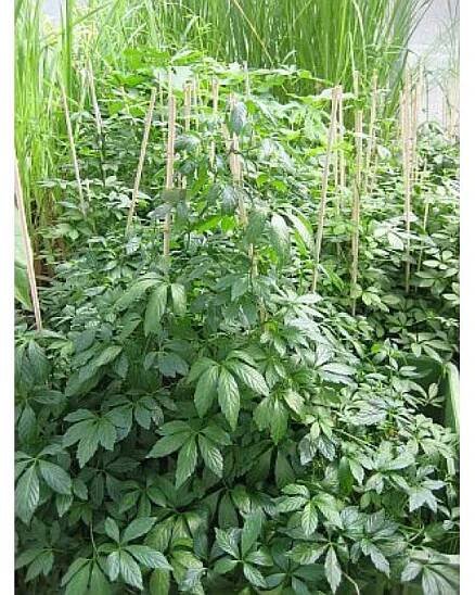 Gynostemma pentaphyllum - gynostema pětilistá, jiaogulan, ženšen