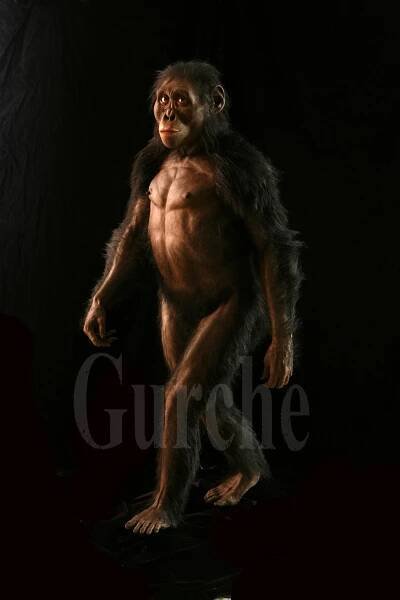 Australopithecus afarensis — John Gurche