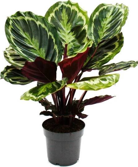 Stínová rostlina s neobvyklým vzorem listů - medailon Calathea - květináč 14 cm - výška cca 50 cm