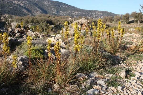 Asphodeline lutea mass in flower