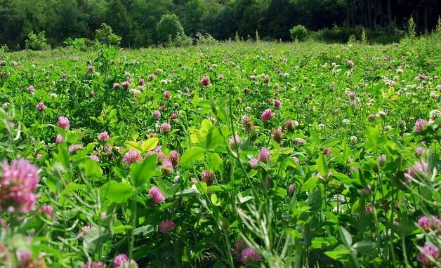 red clover field