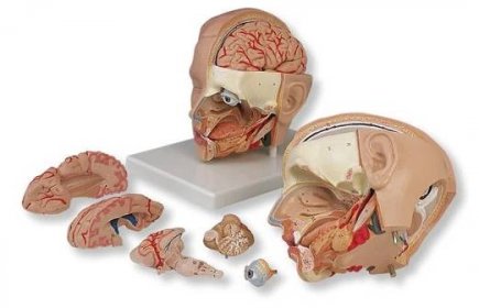 Model lidské hlavy - 6 částí - modely lidské hlavy