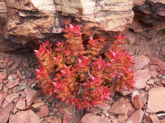 Crassula rupestris