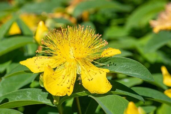 Saint-John’s-wort