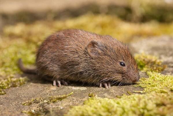 Hraboš mokřaadní (Microtus agrestis) - druhé foto