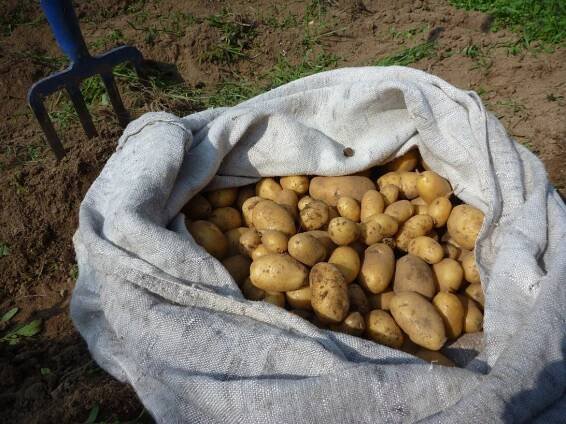 sack of potatoes