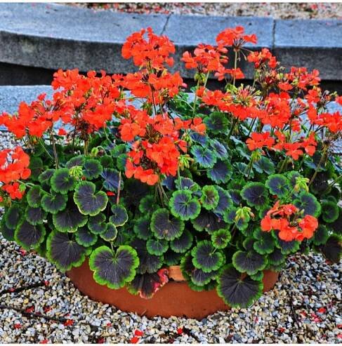 Semena muškátu – Muškát páskatý Nekita F1 Scarlet – Pelargonium zonale