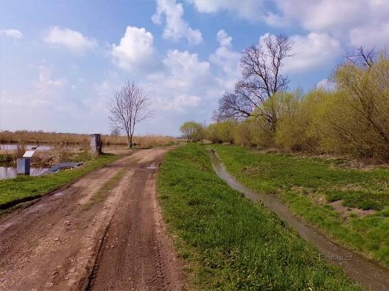 Cesta k Třesickému rybníku u Požár (Kosičky, 21.4.2021)