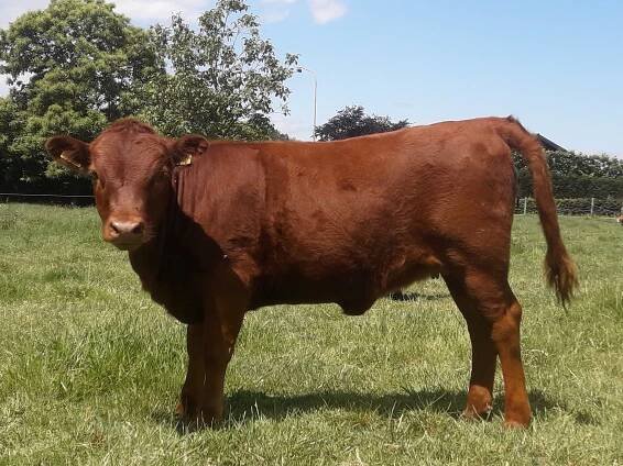 PorcPrunus Olga Pp VG89 | Dexter mini-koeien van stal PorcPrunus