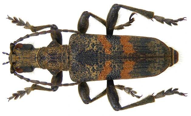 Rhagium mordax