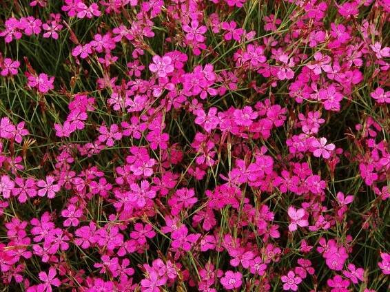 hvozdíkovité-CARYOPHYLLACEAE – PlantaNaturalis.com