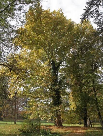 Soubor:Sokolnice - zámecký park, památný platan javorolistý 105707 obr2.jpg – Wikipedie