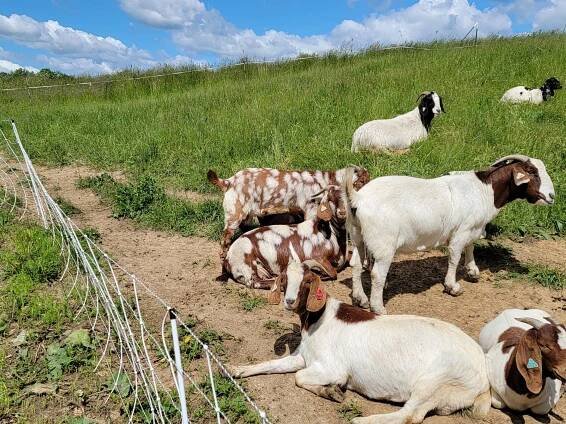 Wilderness Valley Stock Farm | Tamworth Pork | Boer Goat | Rabbit | Chicken | Duck | Wonewoc, WI